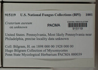 Craterium aureum (d2) image